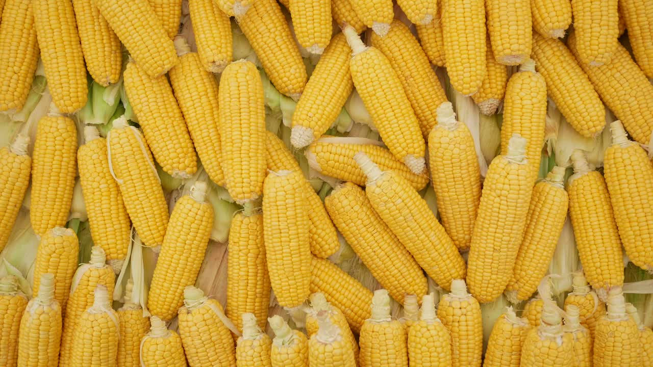 primer plano de maíz amarillo fresco en la mazorca