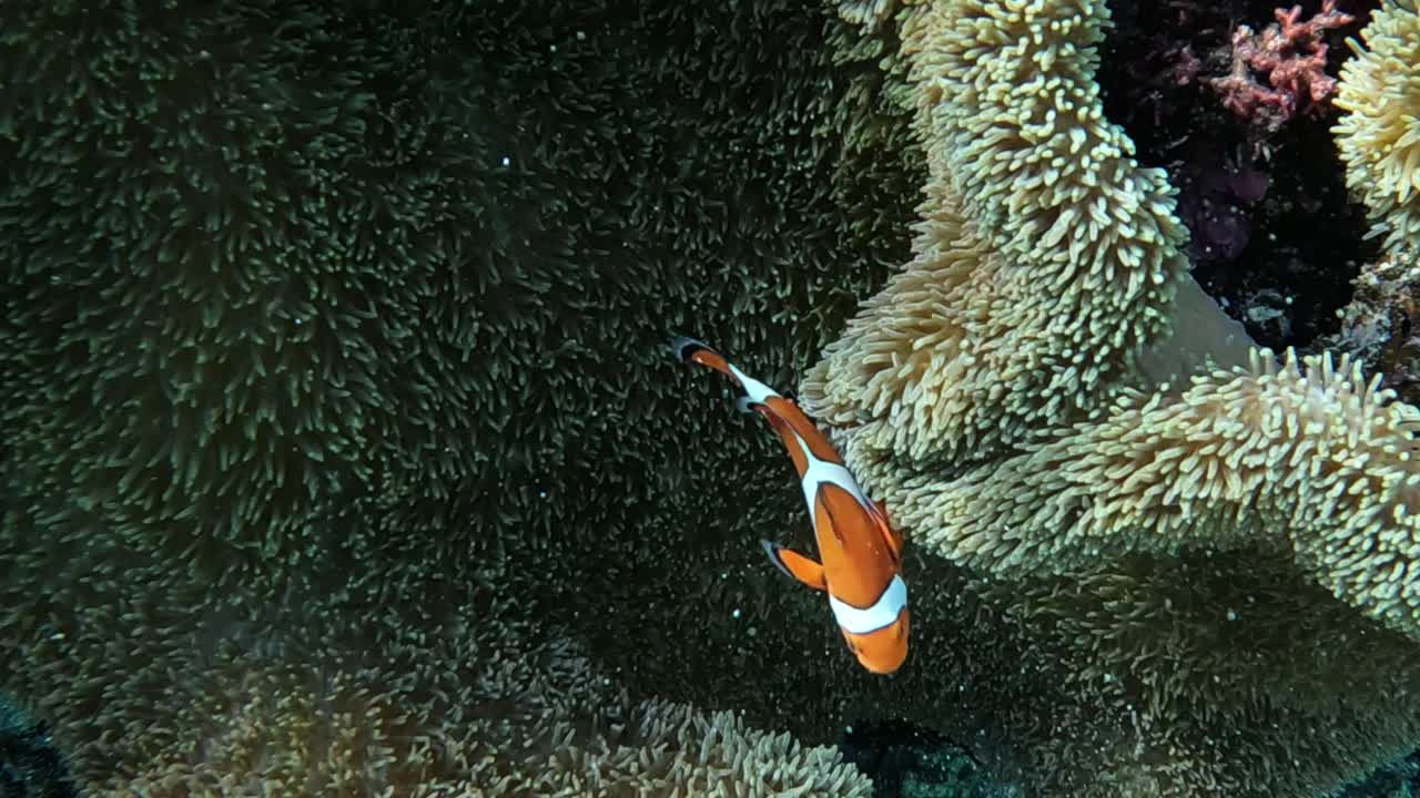 Pesce pagliaccio che nuota sopra un anemone in acque tropicali limpide - Primo piano