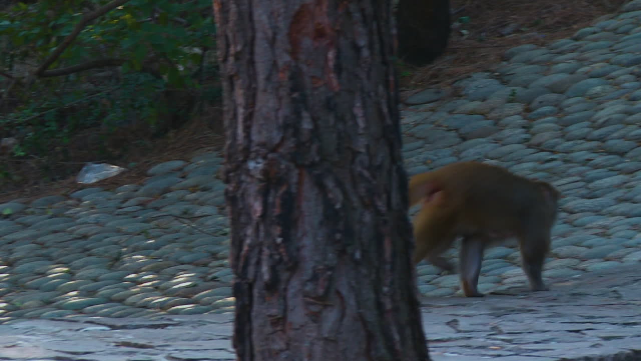 Monkey Walking on a Wooden Bridge and Stone Path in a Forest