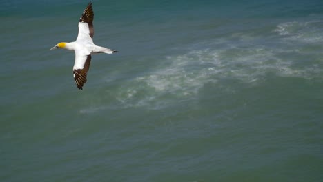 pássaro gannet em vôo