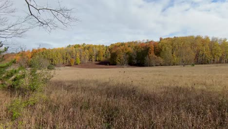 through trees in autumn by fpv drone