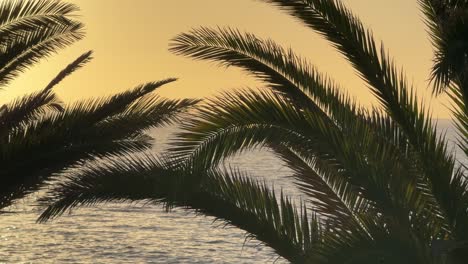 Palmera,-Cálida-Puesta-De-Sol-Sobre-Tranquila-Y-Relajante-Agua-De-Mar-Tenerife-Sur-De-España