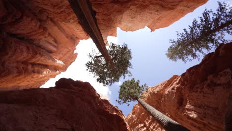 tree between hoodoos at bryce canyon national park, bottom up view