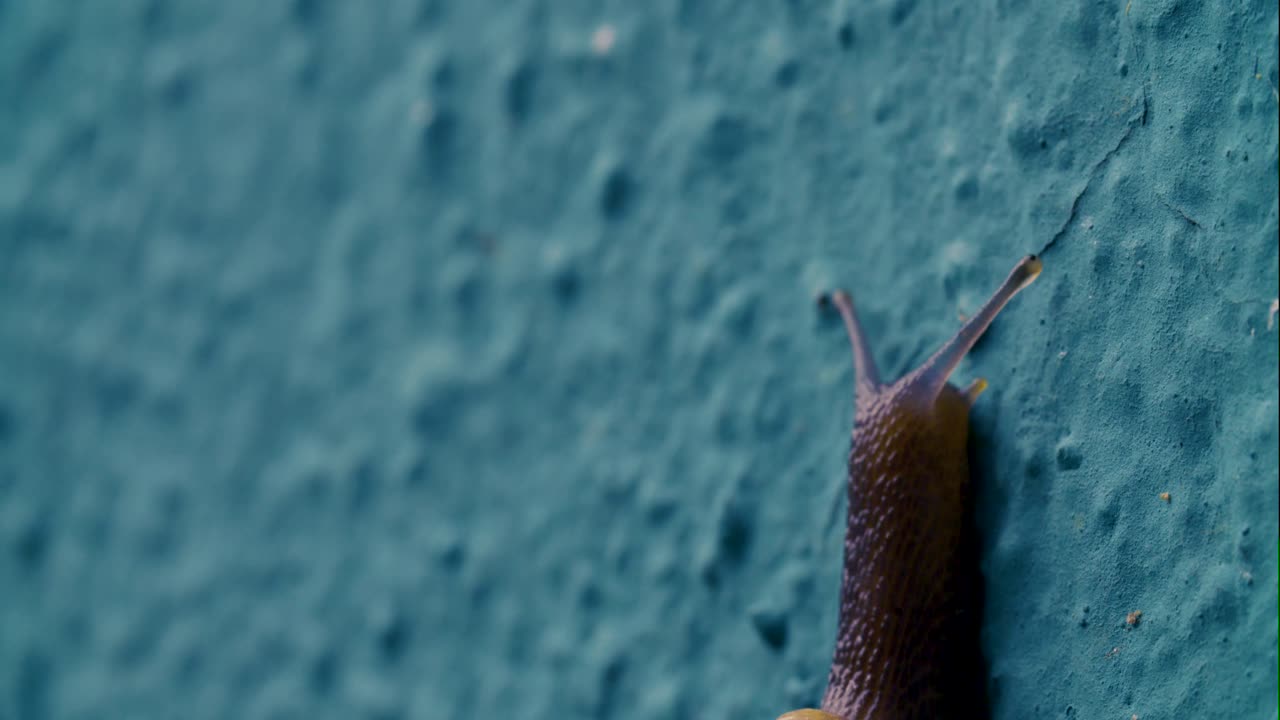 caracol de tierra de jardín trepando en una pared verde