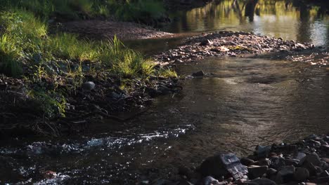 creeks and streams of fresh and transparent water flowing thru the stones and forrest