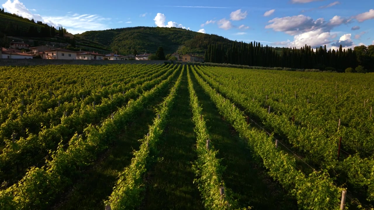 File simmetriche di viti verdi coltivate per la produzione di vino Amarone e Ripasso in Valpolicella, Italia.