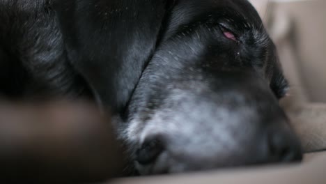 closeup view of a senior black dog is deeply asleep on a couch