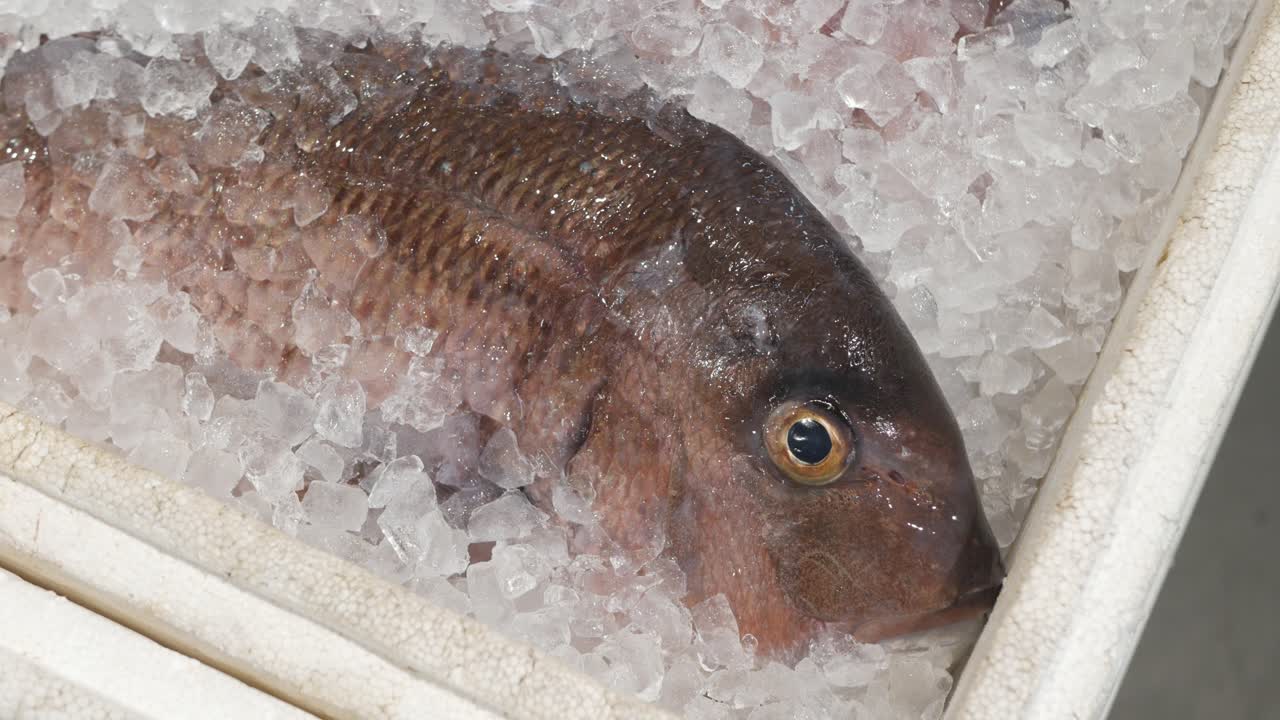 peixe cru fresco no gelo no supermercado mercearia