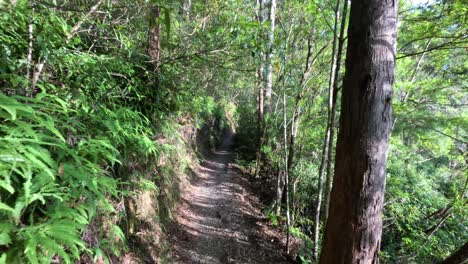 a serene walk through lush forest path