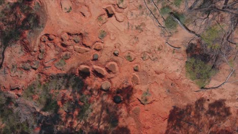 an archaeological site of dinosaur footprints discovered in the australian outback desert