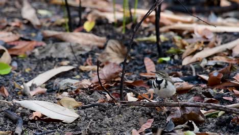 the forest wagtail is a passerine bird foraging on branches, forest grounds, tail wagging constantly sideways