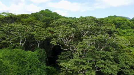 aerial of lush green rainforest canopy in dense mexican jungle