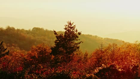 sunlit mountain forest kosovo glows as drone floats gently through fall colors
