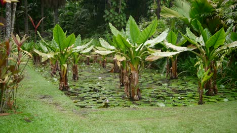 Video-of-incredible-plants-from-a-botanical-garden-in-Victoria-on-Mahe-island-in-Seychelles