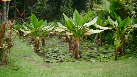 Video of incredible plants from a botanical garden in Victoria on Mahe island in Seychelles