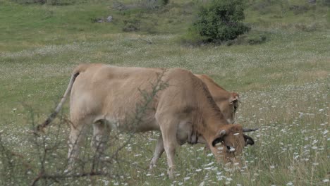 Brown-Cows-Standing-in-a-Pasture-and-eating-grass,-mountains-in-the-background