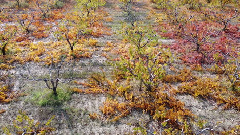 top aerial overview of roses and trees cultivation on a large field between road and railway