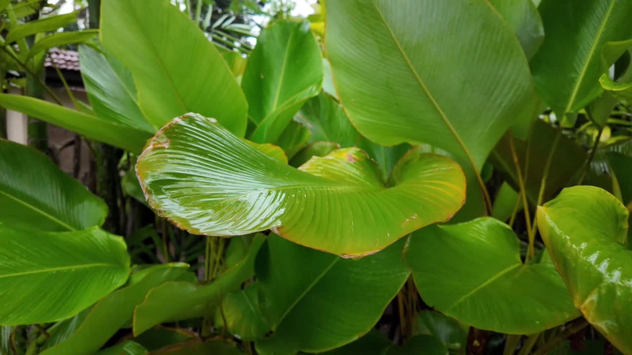 Green vibrant leaf tropical garden nature flora plant maze Sri Lanka oasis