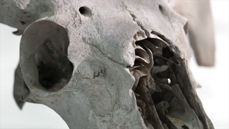 primer plano de un cráneo de animal