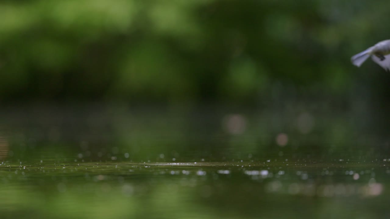 Fugle der flyver over vand