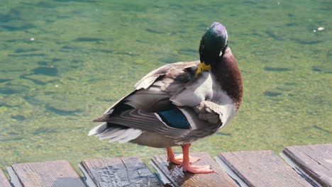 Asombroso-Pato-Mallard-Alisando-Las-Plumas-Cerca-Del-Lago