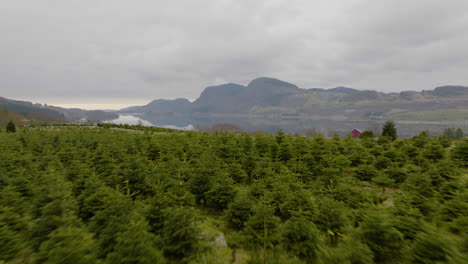 vuela rápido a través de la plantación de árboles de navidad en noruega