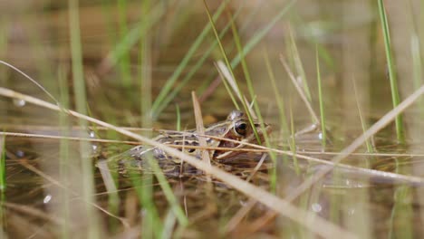 frog in marsh