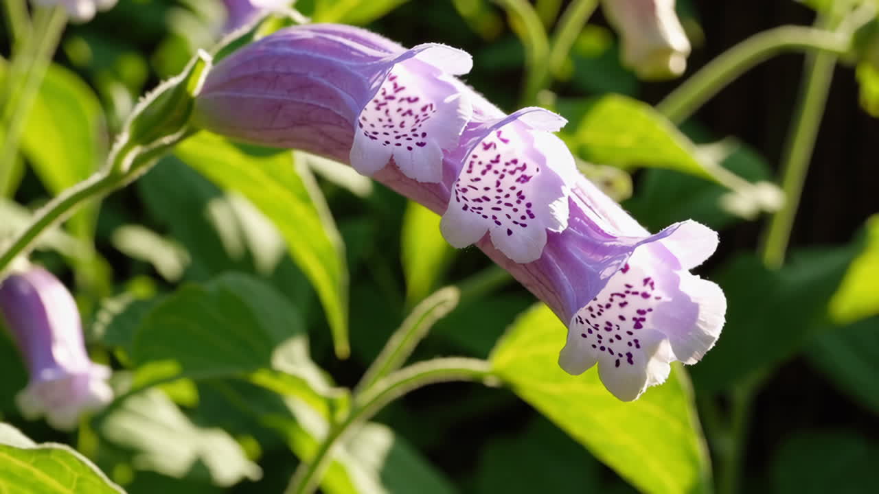 Close-up of delicate purple and pink bell-shaped flowers