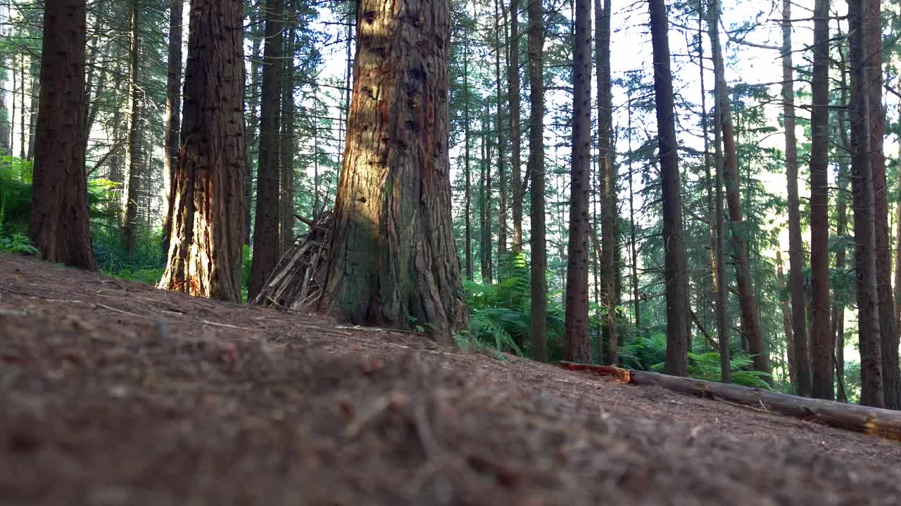 Sereno scenario boschivo a Woolrich Park, Melbourne, che mostra alberi alti e una luce solare soffusa che filtra attraverso le foglie. L'atmosfera tranquilla e pacifica è perfetta per gli appassionati della natura.