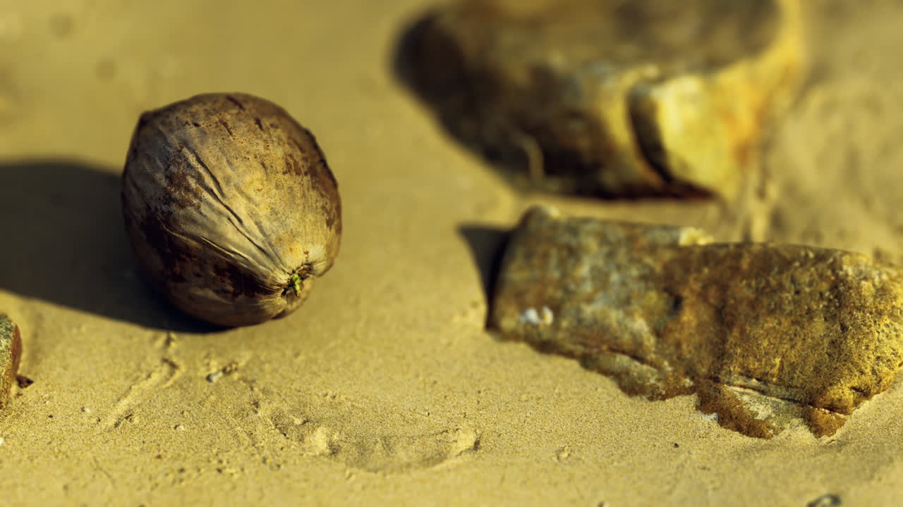 Natural objects resting on sandy surface with subtle textures and tones