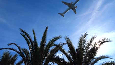 palmeras en primer plano con un avión volando en el cielo azul