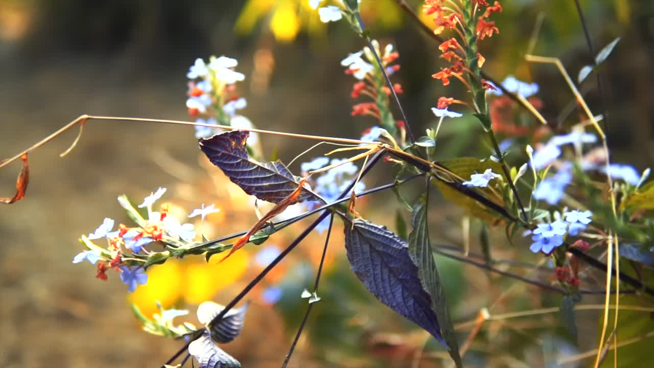 fotografía panorámica que muestra el gran contraste en la salud de las plantas debido al cambio climático