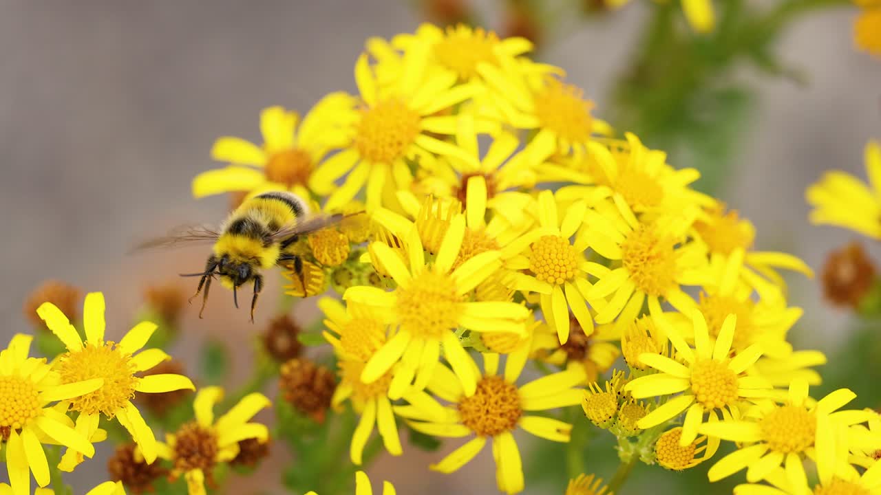 Uma abelha coletando néctar de flores amarelas