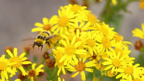 a bee collecting nectar from yellow flowers