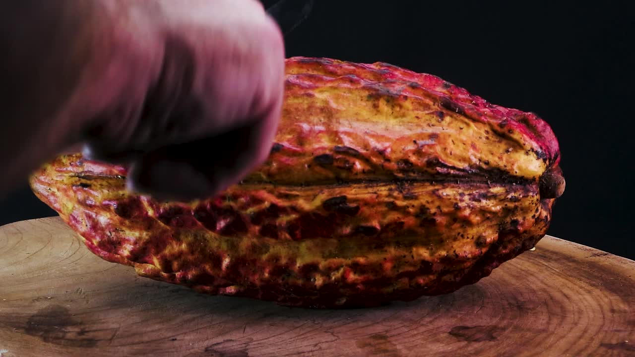 rotación de la vaina de fruta de cacao completa - theobroma cacao