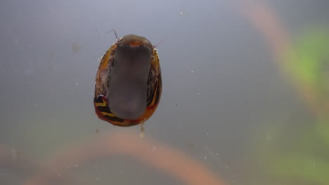 Nerite-Snail-shows-underside-as-it-crawls-on-aquarium-glass
