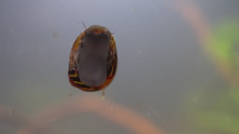 caracol nerite muestra la parte inferior mientras se arrastra sobre el cristal del acuario