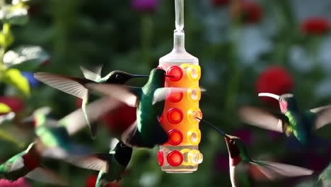 hummingbirds feeding at a bird feeder