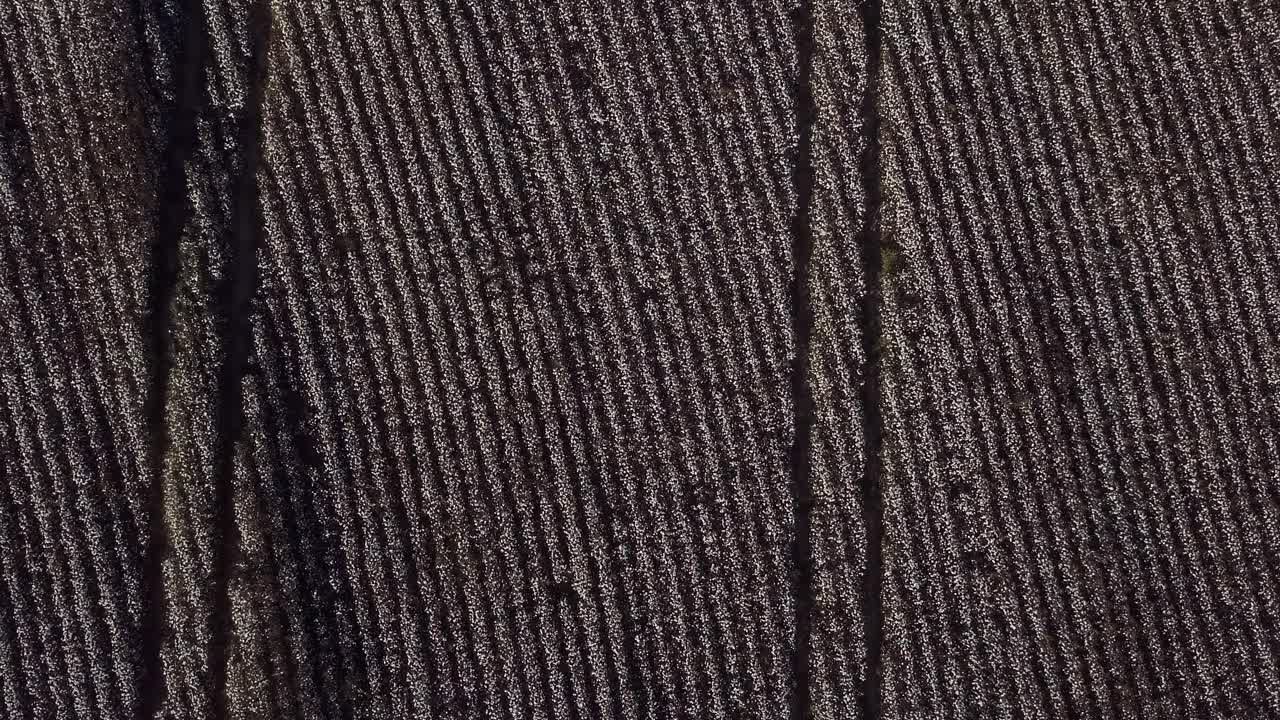 vista aérea abstracta de filas de plantas de algodón en un campo de cultivo