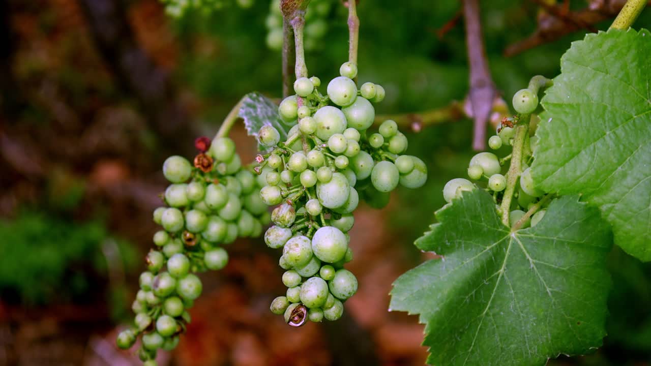 Cloe up of vine green organic wine grapes fruit for wine production in organic field plantation