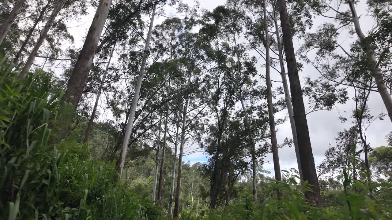 POV Walking In Between tall trees amid the lush hillside tea plantations in Bandarawela, Sri Lanka, capturing the essence of peaceful nature.