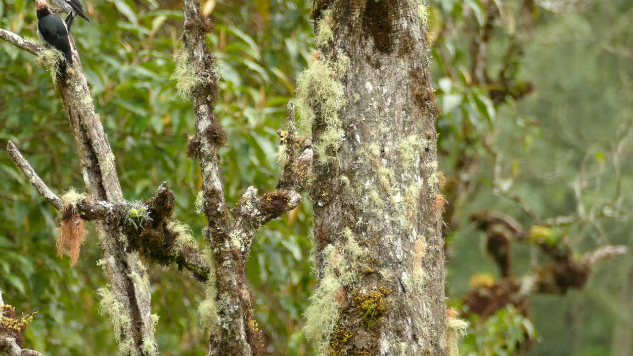 dos pájaros carpinteros de cabeza blanca posados sobre ramas de árboles cubiertas de musgo en medio del bosque de panamá