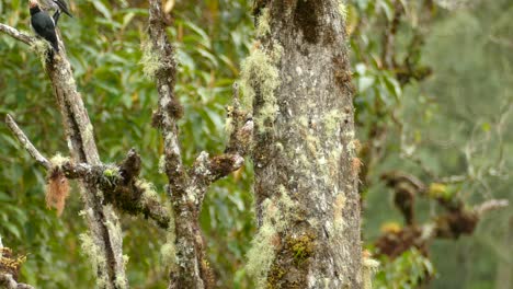 Dos-Pájaros-Carpinteros-De-Cabeza-Blanca-Encaramados-En-Ramas-De-árboles-Cubiertas-De-Musgo-En-Medio-De-Los-Bosques-De-Panamá