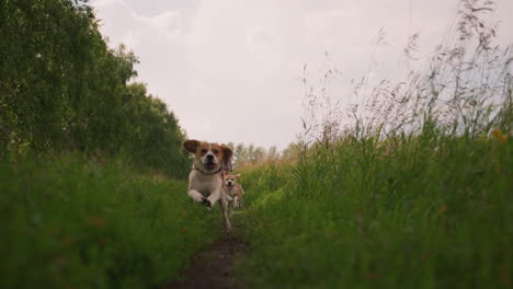 two excited dogs running on grassy path with woman in grey and white standing behind watching, surrounded by lush green fields and trees, sunny summer day