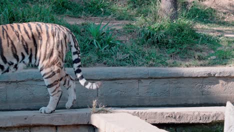 Statische-Zeitlupenaufnahme-Eines-Tigers,-Der-Von-Rechts-Nach-Links-Geht