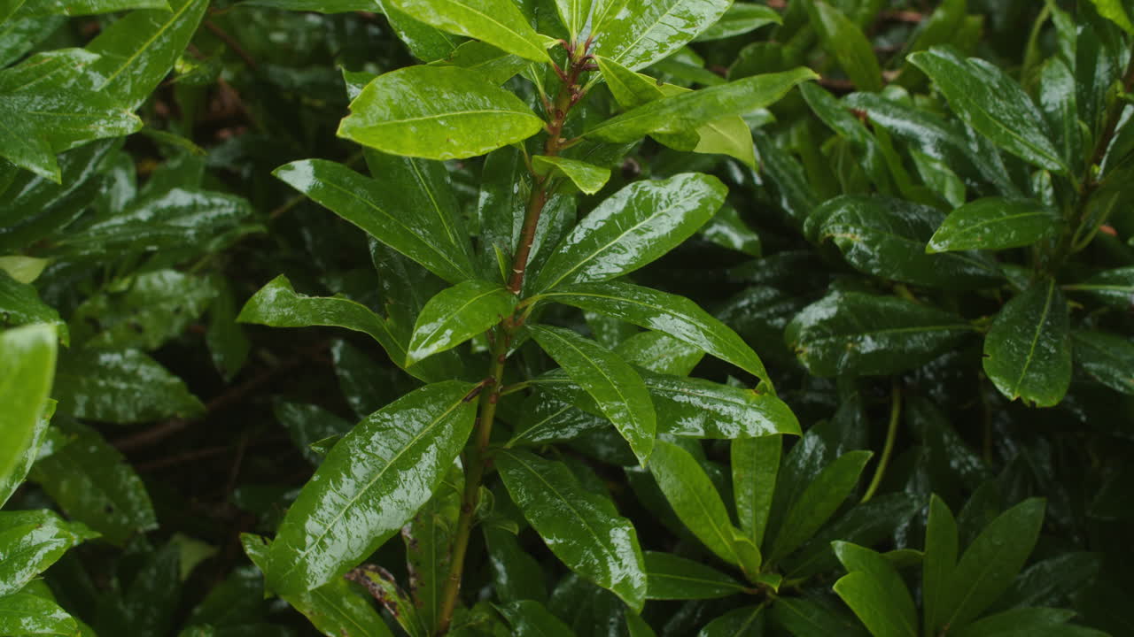 frescas y exuberantes plantas silvestres verdes brillantes con tallos verticales se agitan en la brisa, cierran la estática