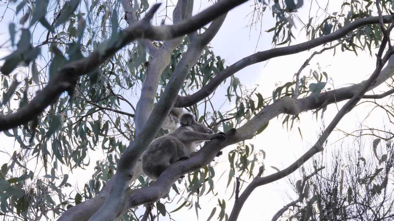 Un koala cammina lungo un ramo d'albero in alto su un eucalipto nativo australiano.