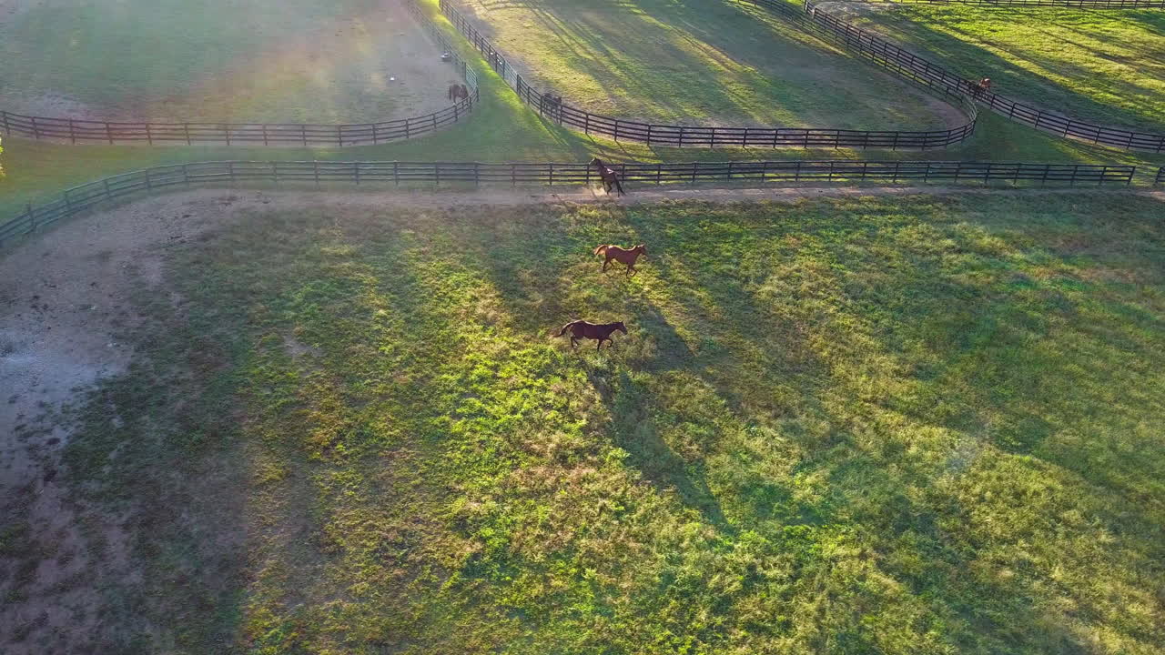 Drone Shot of Two Horses Running Through Pasture