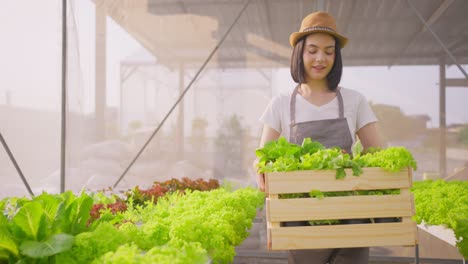 woman farmer harvesting fresh vegetables