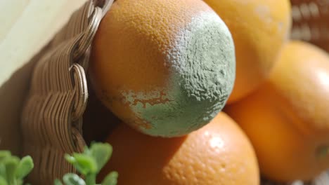 moldy oranges in a basket